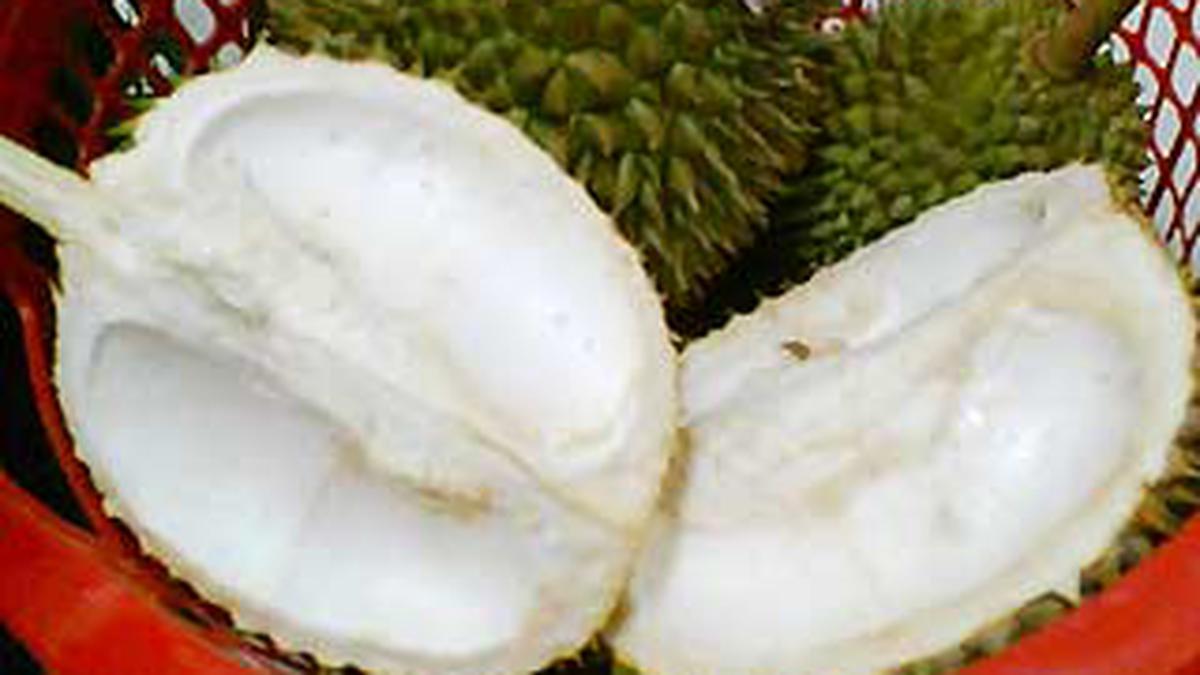 Kulit Durian